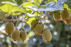 Kiwi picking season. Kiwi on a kiwi tree plantation with with huge clusters of fruits. Garden with trees and organic fruits. Solar light and leaf movement.