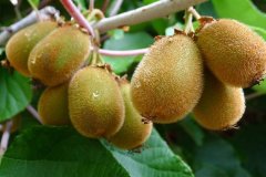 csm_kiwi_actinidia_e765_b9a4e9e1f9