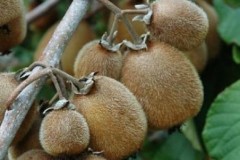 kiwi-autofertile-solossimo-actinidia-chinensis