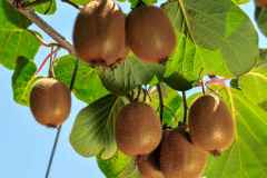 kiwi-culture-cultiver-plante