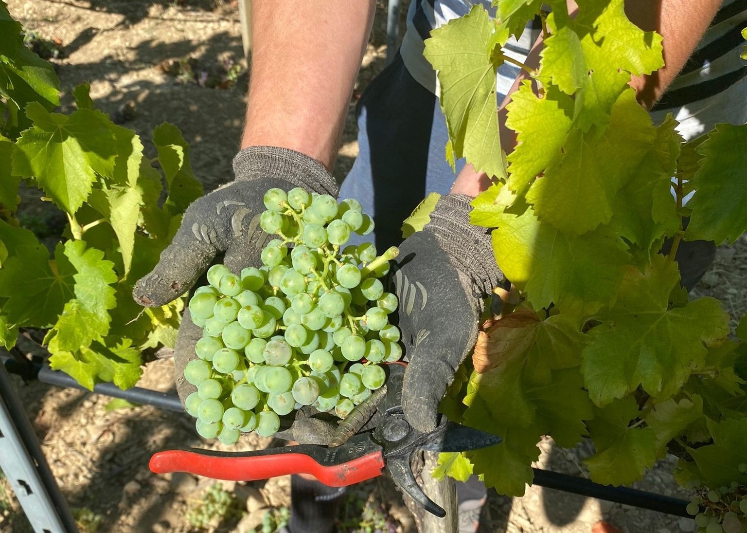 Vendanges en vert