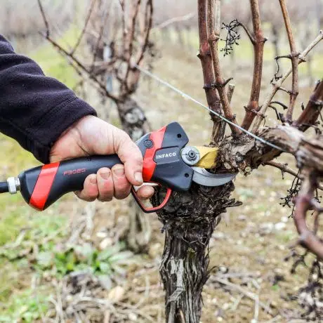 Taille de la vigne