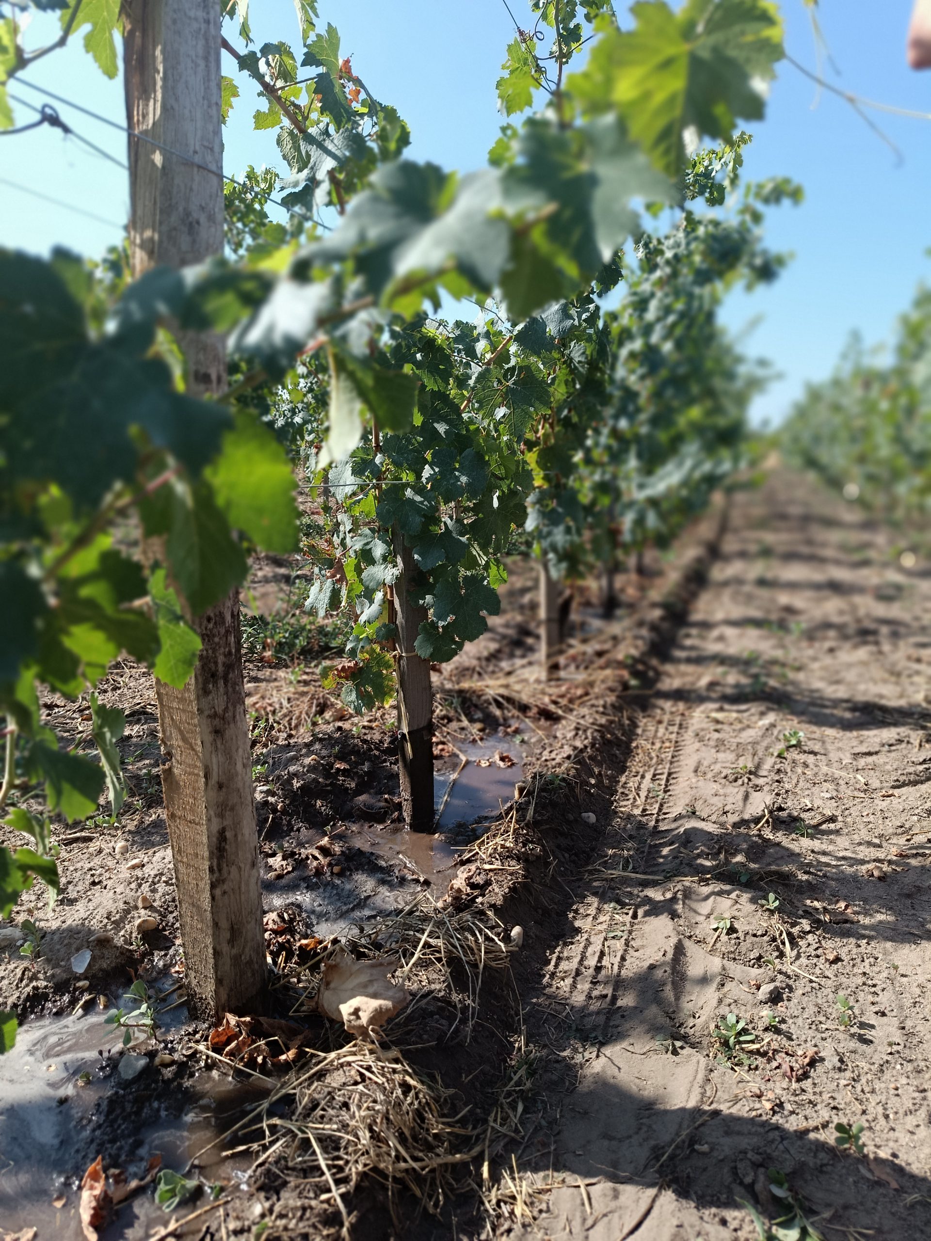 Arrosage des jeunes pieds de vigne pendant la canicule