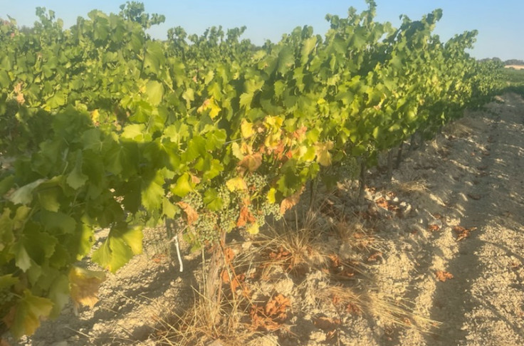 Canicule sur les vignes
