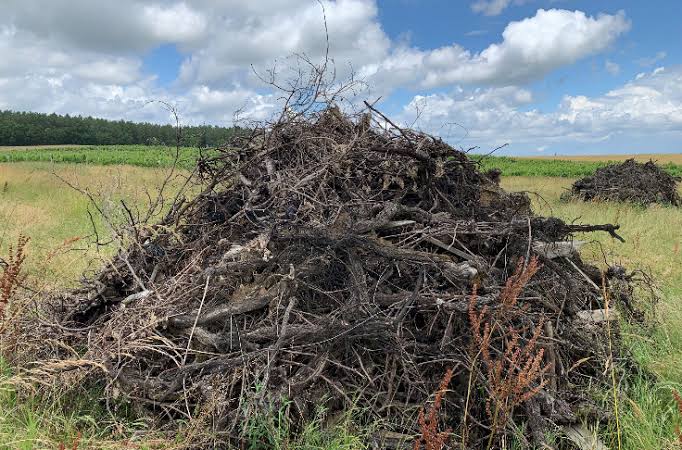 Arrachage des vignes Bordeaux