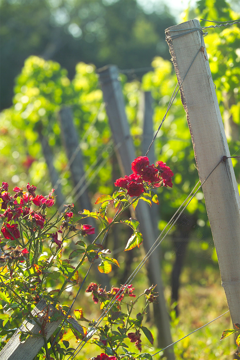 Rosiers dans les vignes