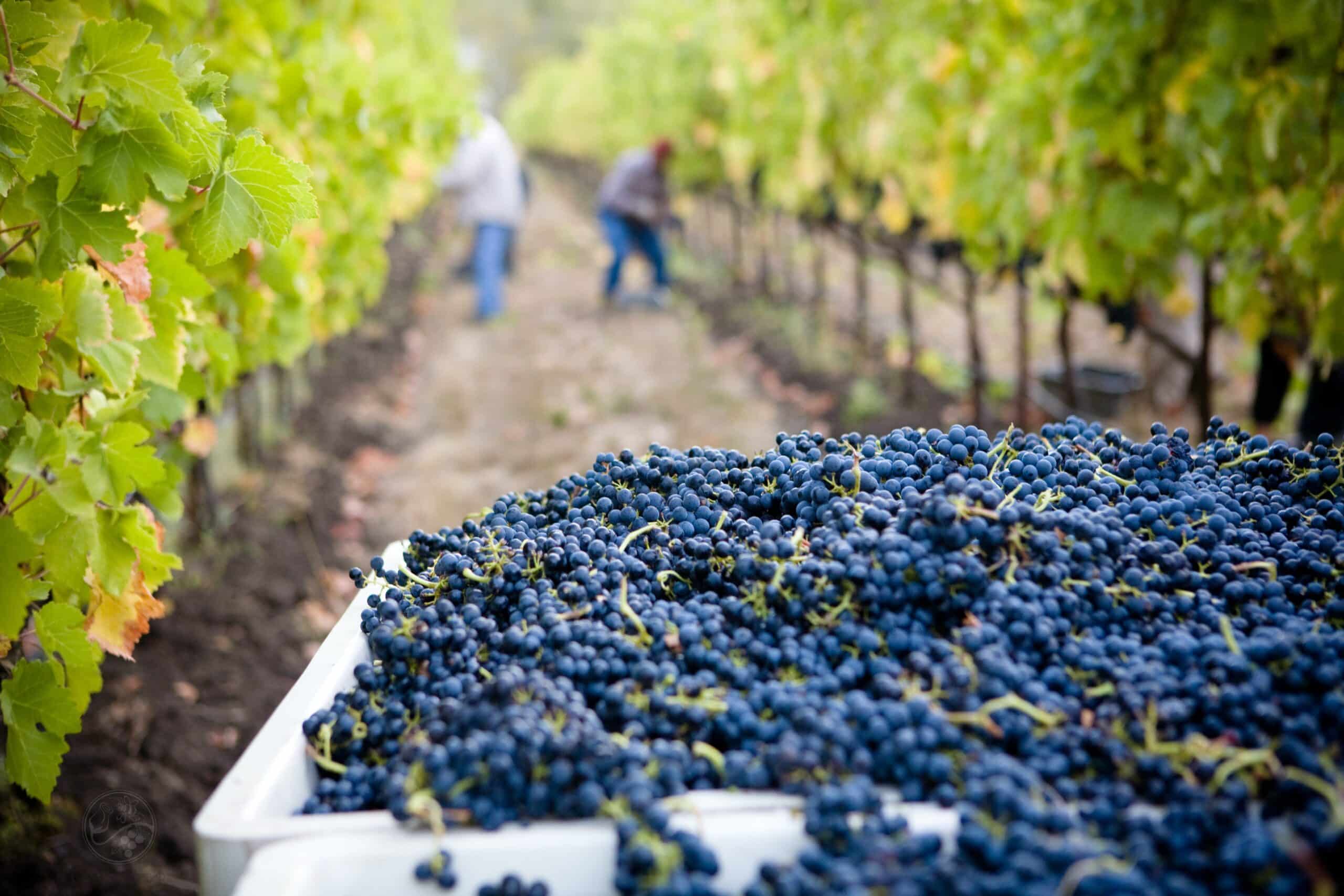 Vendanges précoces en juillet 2026